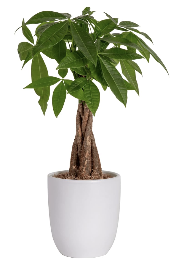 Easy-care plants, Money Tree